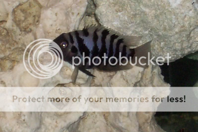 newfish007-1.jpg