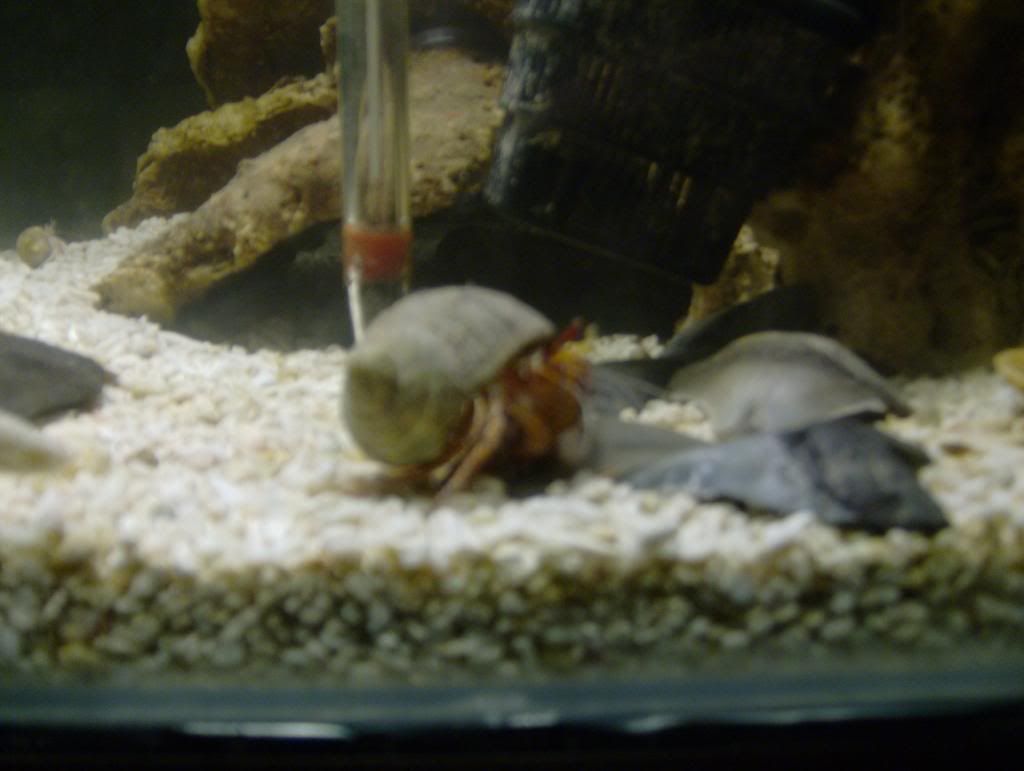 tank02008.jpg
