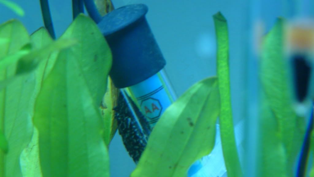 P1000868.jpg