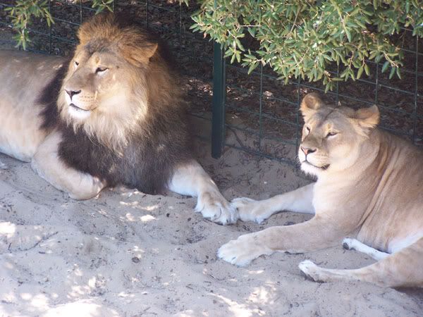 lion2.jpg