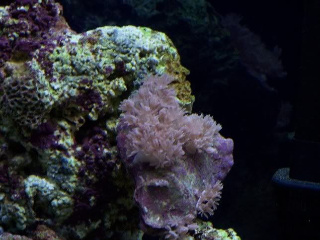 PulsingXenia.jpg