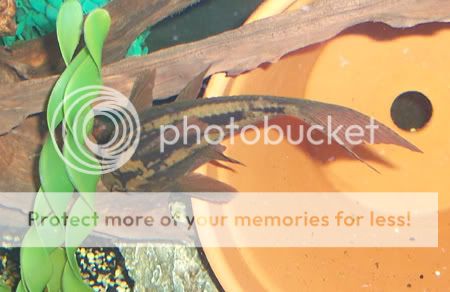 030307rusty.jpg