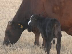Newbaby2.jpg