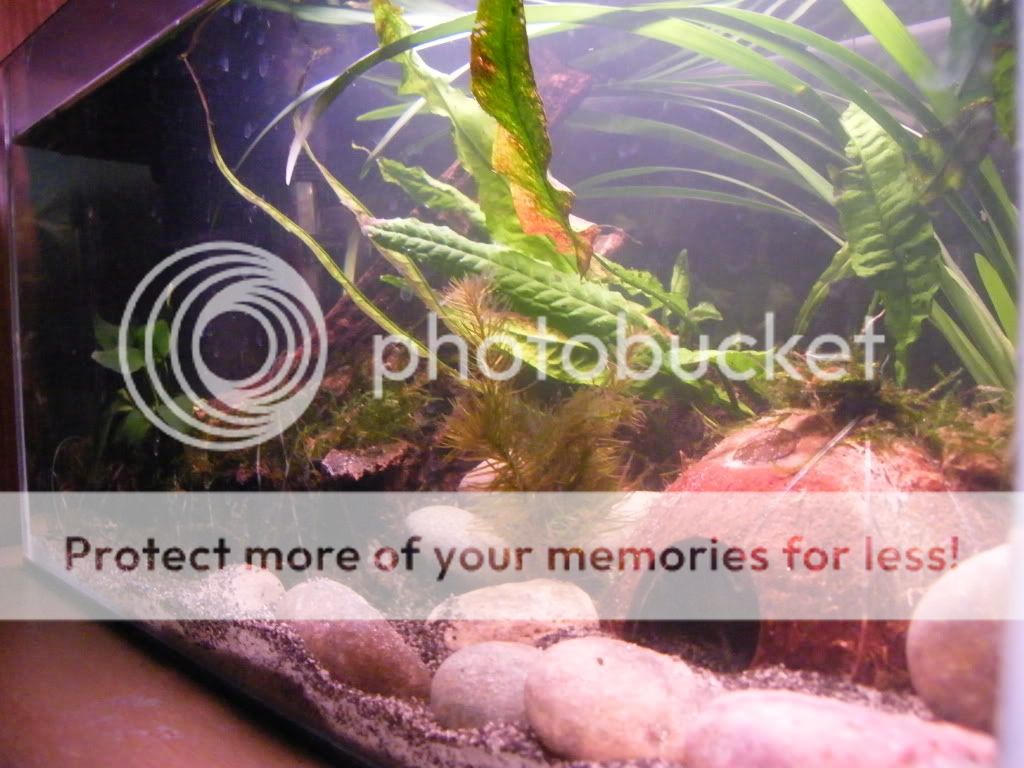 DSCF4529.jpg