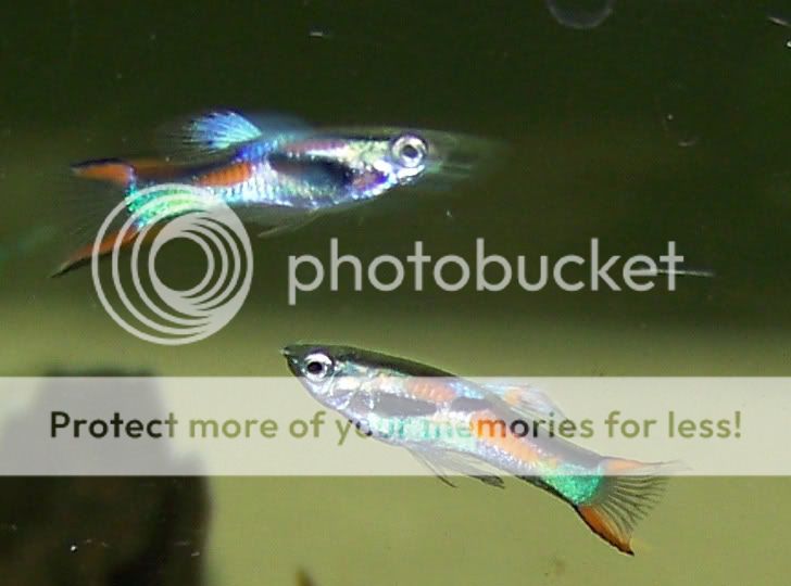 endlers.jpg
