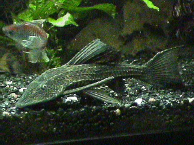 04-05-08_Plec.jpg