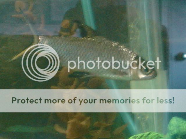 fishies010.jpg