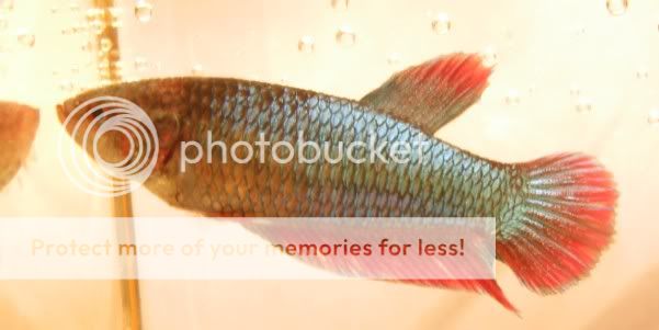 BlueRedPlakatFemale.jpg