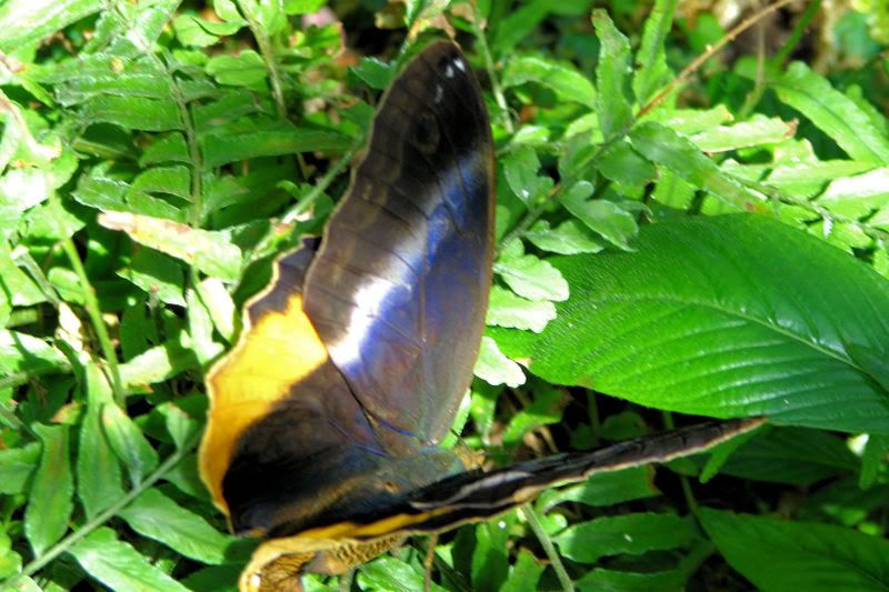 butterflies3.jpg