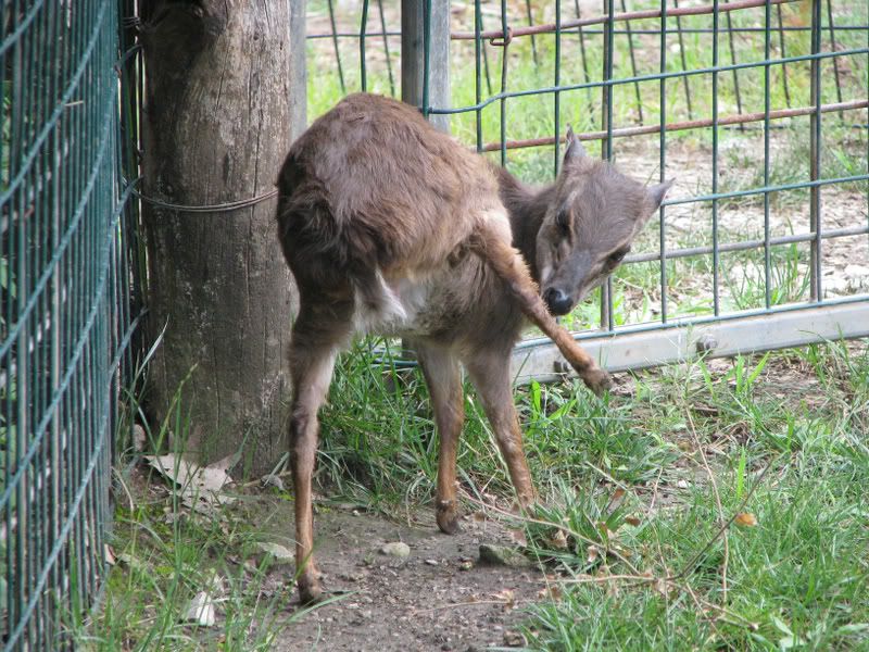 BlueDuiker.jpg