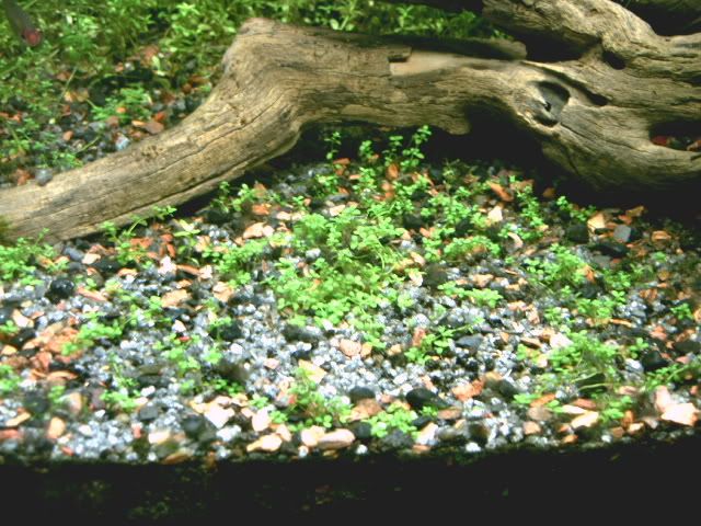 plantedtank16june06004.jpg