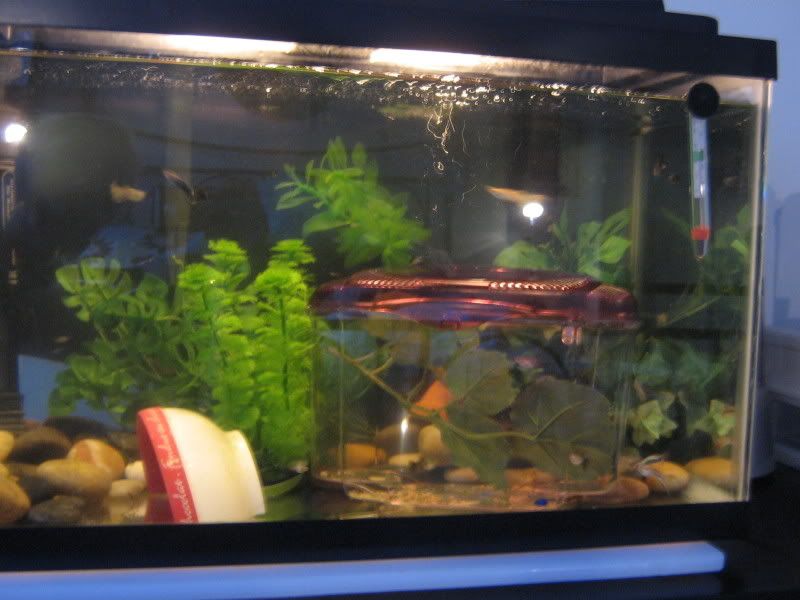 fishtank004-1.jpg