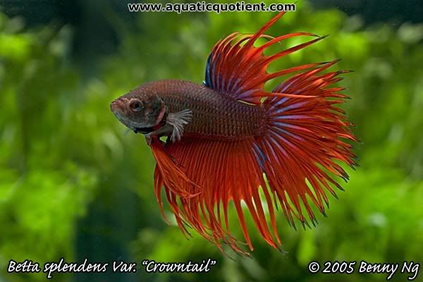 Betta_splendens_Benny2.jpg
