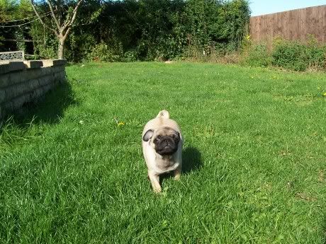 puppy8906.jpg