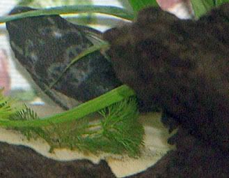 bristlenose_2.jpg