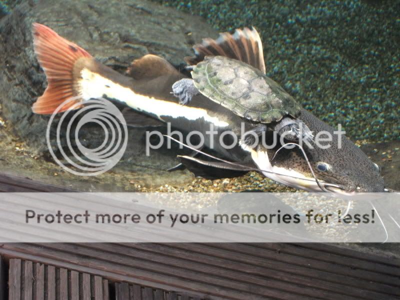 bluereef157.jpg