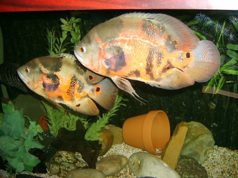 osc009.jpg