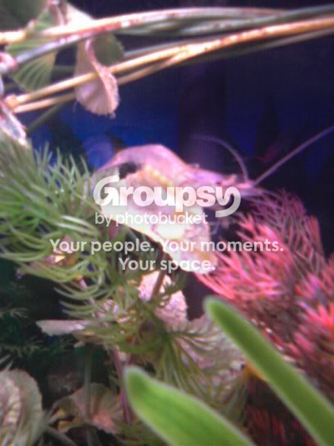 pregnanshrimp.jpg