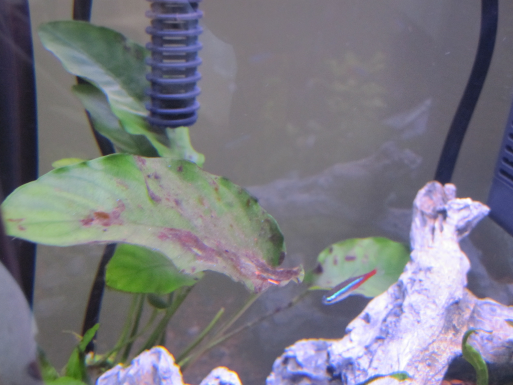 Worse_Plant.png