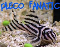 plecofanatic.jpg