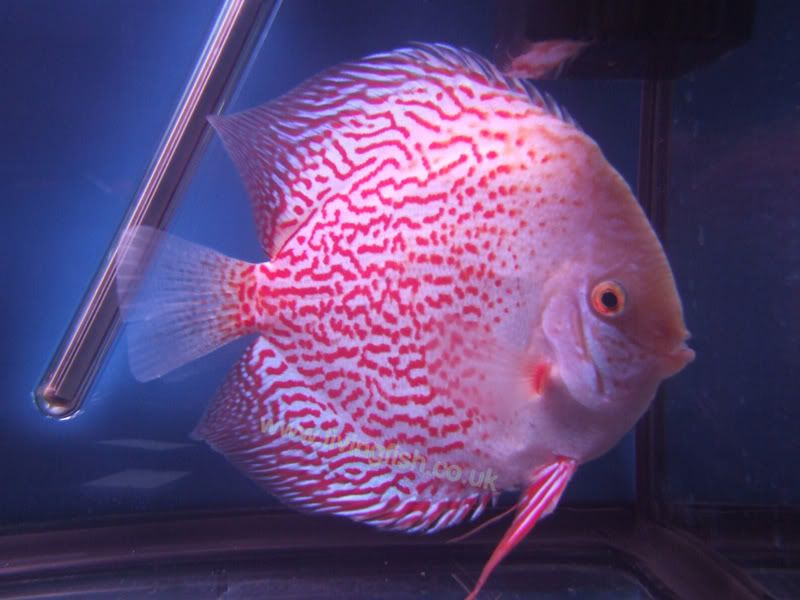 DSCF1555.jpg