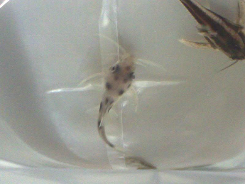 31072008197.jpg