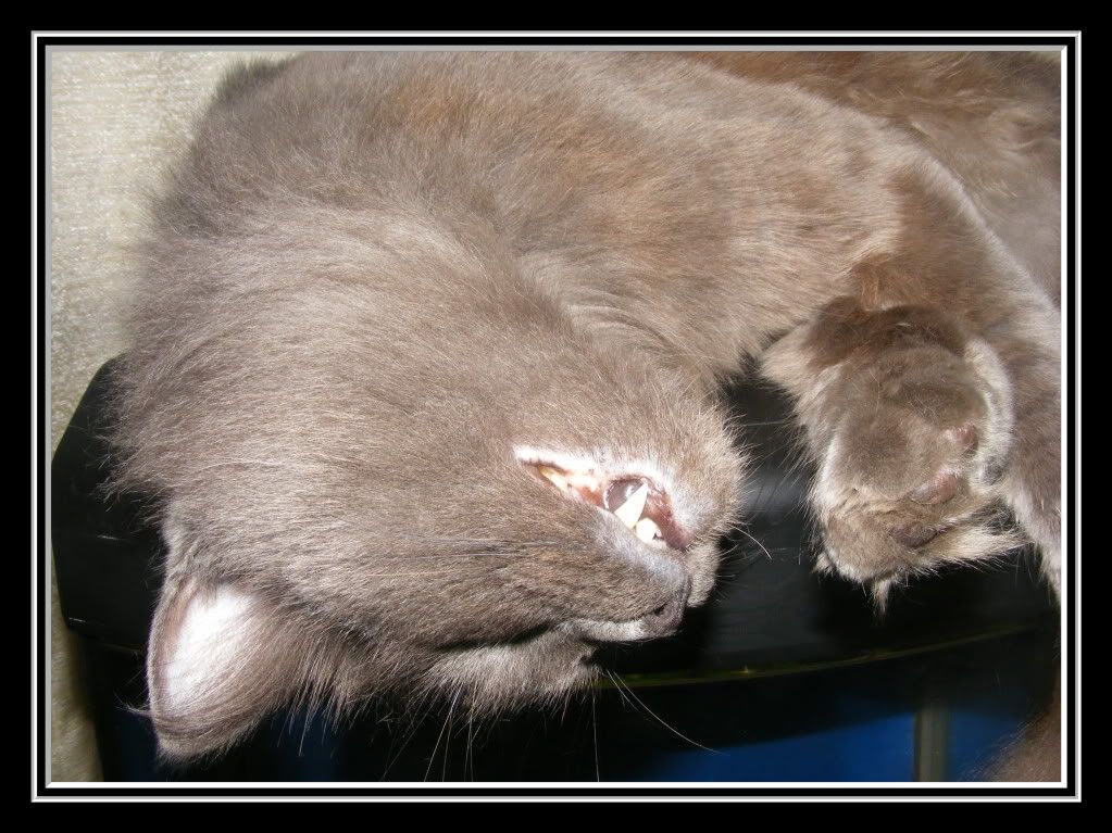 Scamp5thApril2010.jpg