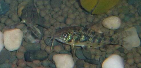 mypairofcorydoraspaleatus.jpg