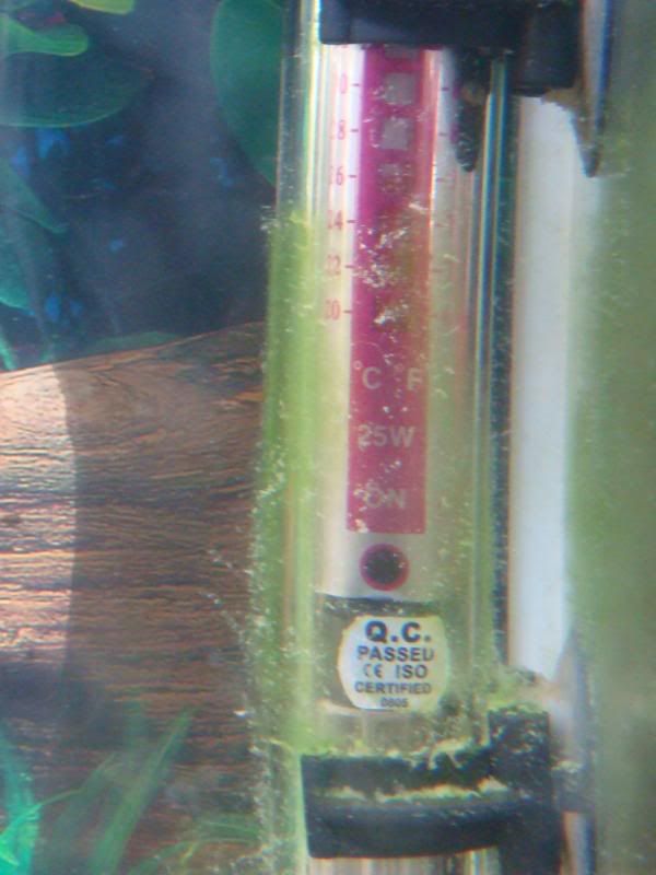 algea008.jpg