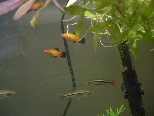 DSCF0768.jpg