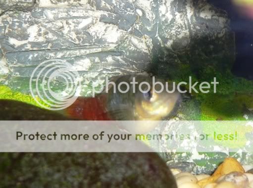 sickplaty004.jpg