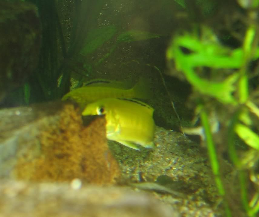 FishTank052.jpg