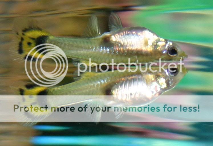 guppy5.jpg