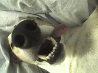 DillyTounge.jpg