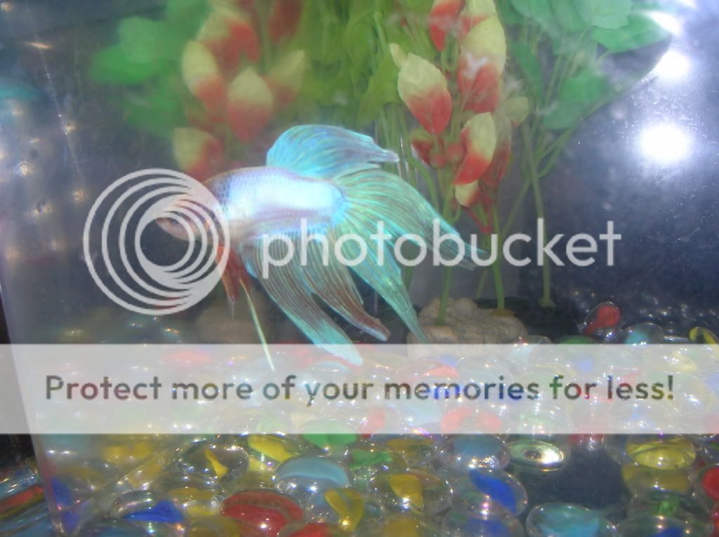 FlarePics007.jpg