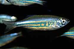 giant20danio.jpg