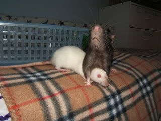 DSCF2609.jpg