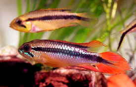 Apistogramma_agassizii2.jpg