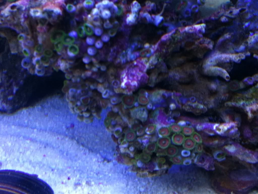 zoanthidsopening.jpg