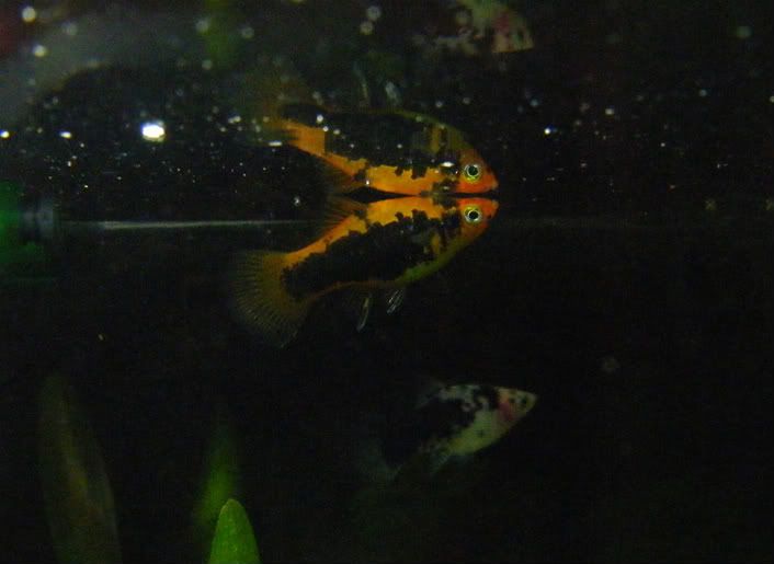 Platy.jpg