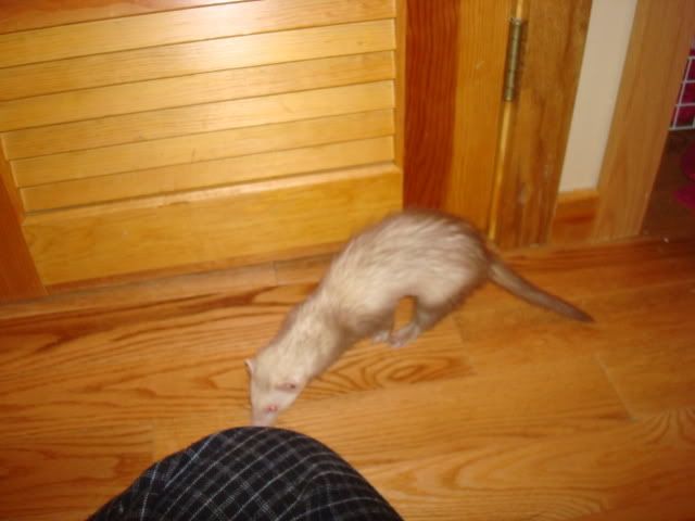 ferrets006.jpg