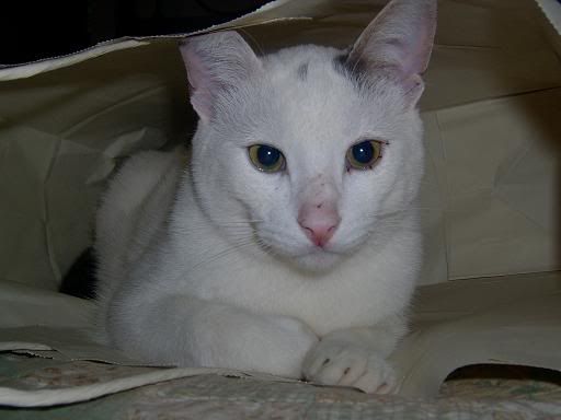 animales00222.jpg