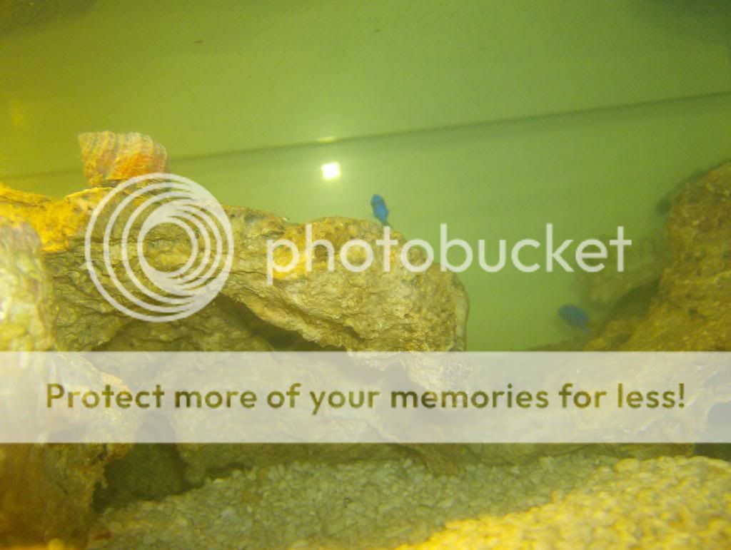 Tankbuild2004.jpg