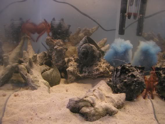 crabarium1.jpg