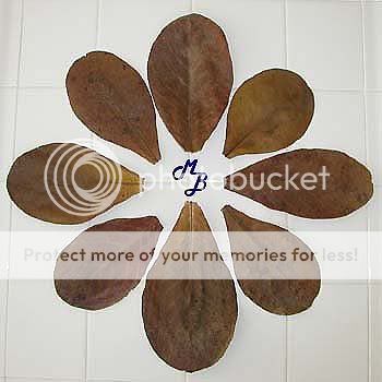 almondleaves1.jpg