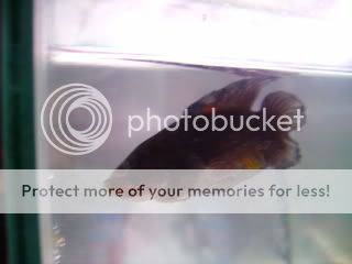 mixedfish036.jpg