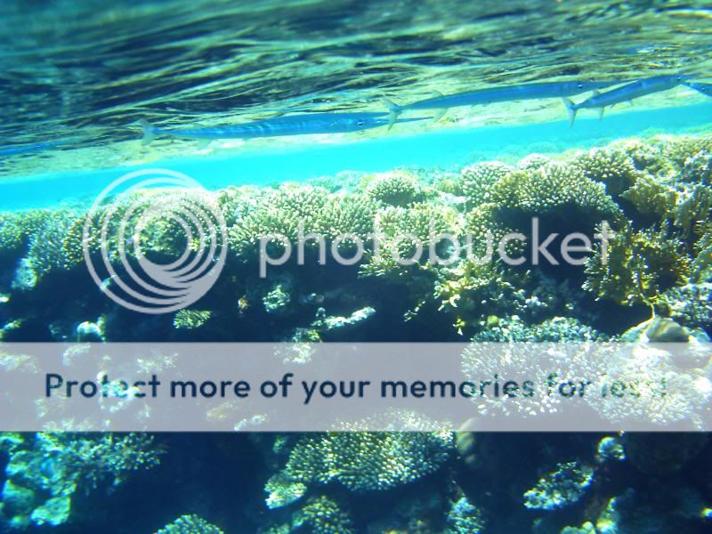 underwater052.jpg