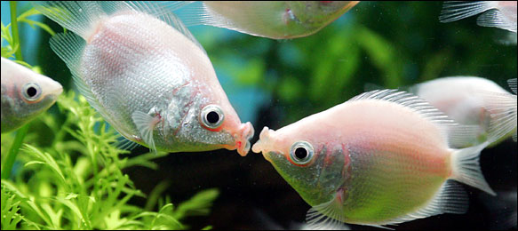 fish.xl.jpg