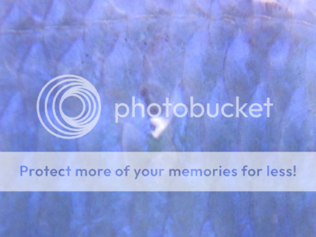 blue2.jpg