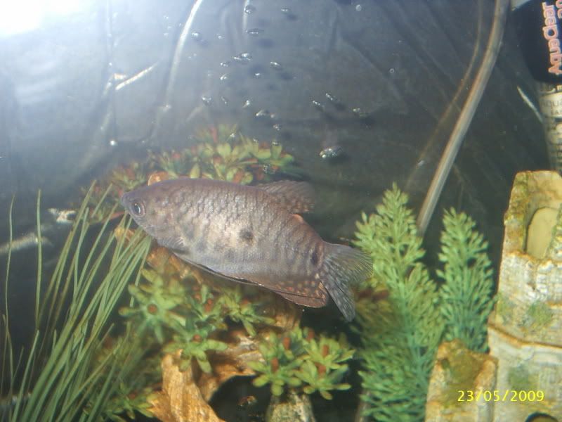 fish62.jpg